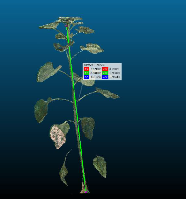3D TLS scan of sunflower plant